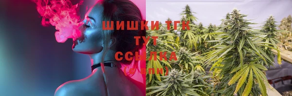 индика Каменногорск